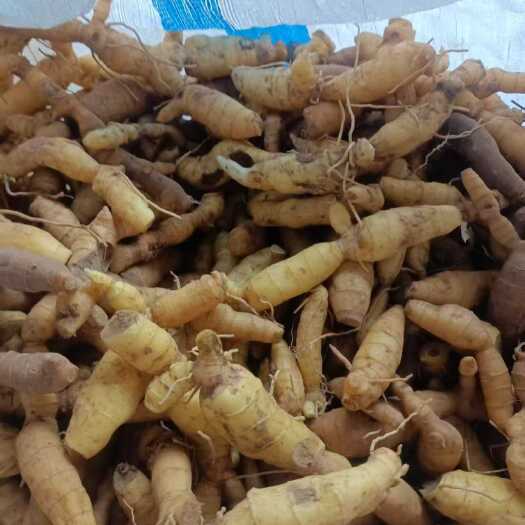 拉萨鸡头黄精