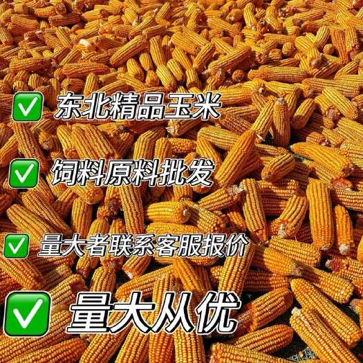 长子县山西养殖玉米粒中粒玉米喂鸽子鸡鸭鹅鸟饲料新干玉米籽