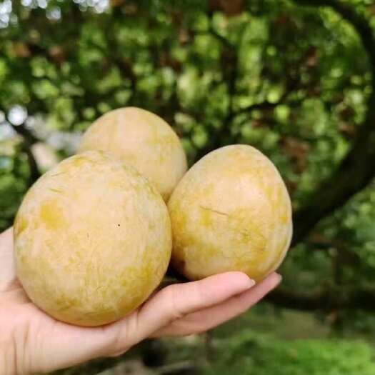 南雄市广东韶关南雄奈李 新鲜水果核果仁果类 李子类批发