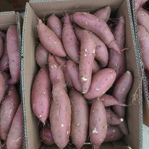 邹城市济薯26号红薯  板栗薯  黄金薯 香甜糯