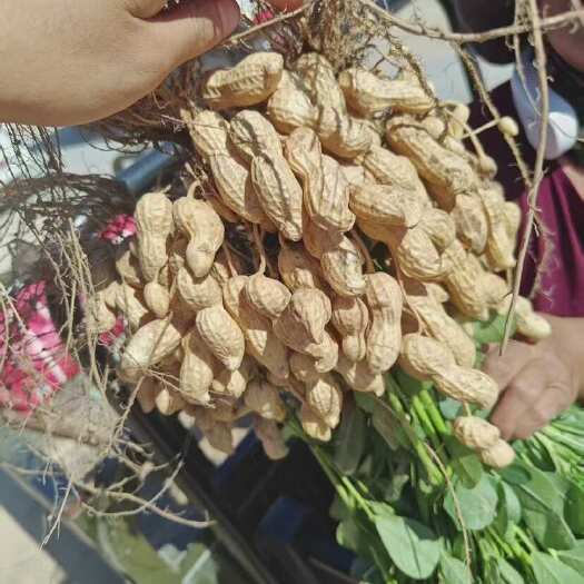 开封白沙花生