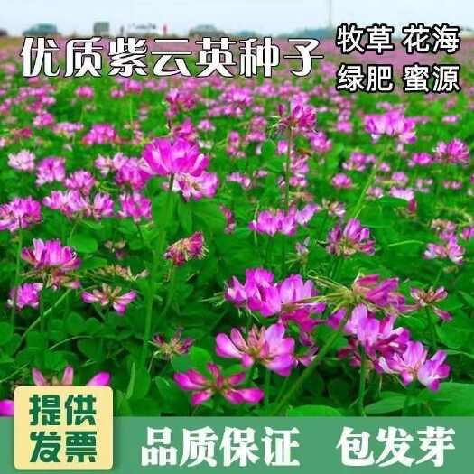 沭阳县紫云英种子红花草种子绿肥草籽果园养蜂蜜源植物牧草