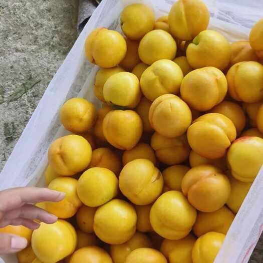 蒙阴县各类桃子任君挑选！