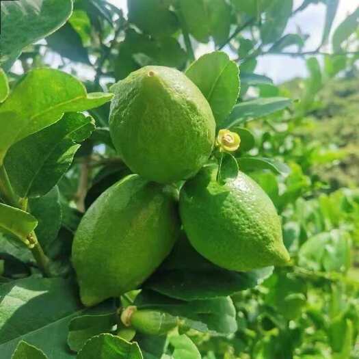 荔浦市广东香水柠檬头苗果