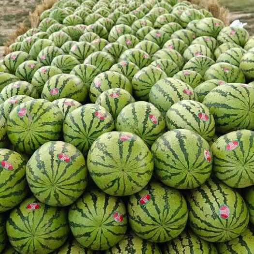 中卫【热销】产地硒砂瓜糖度高个头大，现货大量上市，欢迎订购！