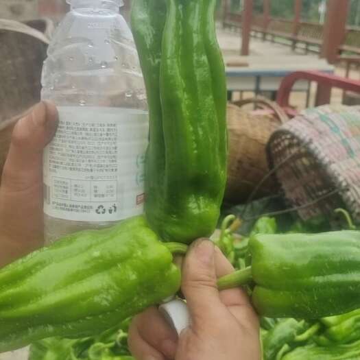 保康县芜湖椒，大小分明，色泽光亮，味道鲜美，老板赶紧呀！