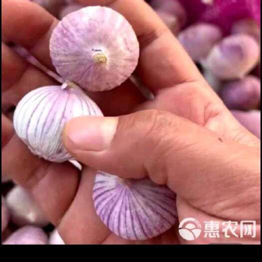 邳州市出售独头蒜2.2公分以下！
