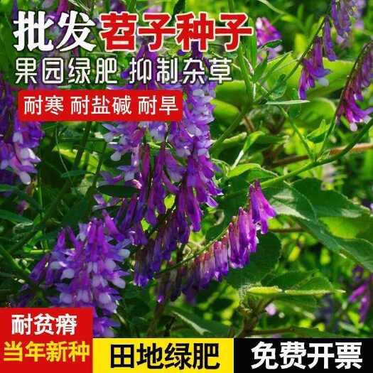 沭阳县毛苕子种子光叶紫花苕种长柔毛野豌豆绿肥控草能力强，固氮效果好