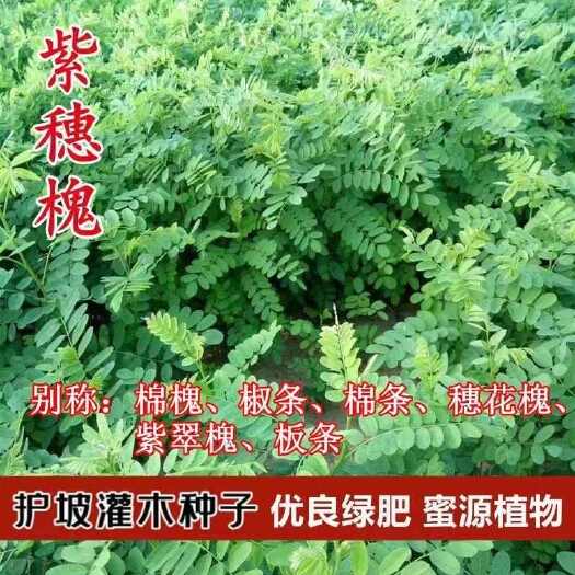 沭阳县紫穗槐种子护坡复绿灌木种子多年生棉槐紫穗槐树种子板条蜜源种籽