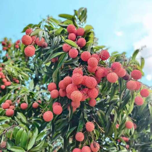 桂平市广西麻垌荔枝 有情人荔 禾荔 桂味等 可以代收代发一条龙
