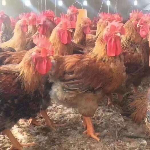 衡阳k9鸡苗 996 882 麻黄 大脚肉鸡苗 打好马立克