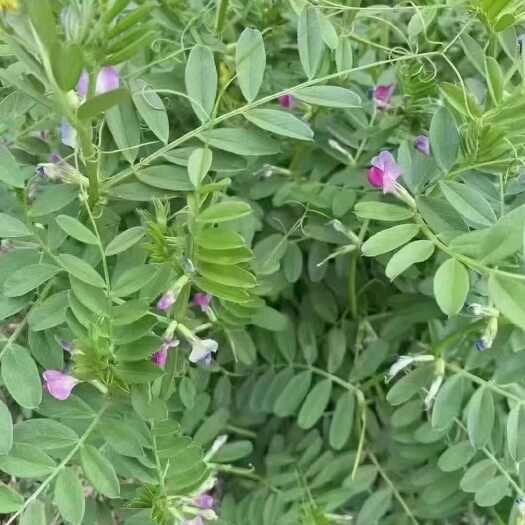 沭阳县苕子种子箭筈豌豆种子大巢菜果园绿肥草子饲用养殖牧草肥田苕种籽