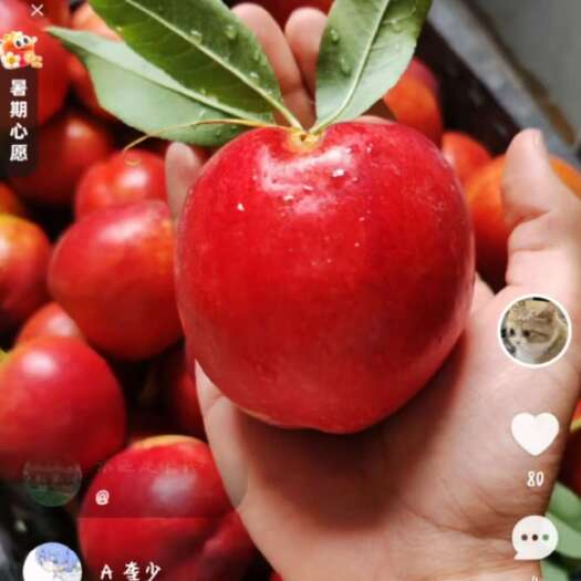 唐山毛桃，油桃，批发2.6一斤
