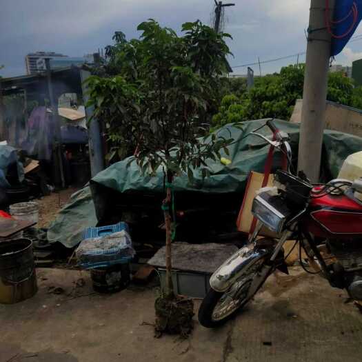 东莞市观音绿荔枝苗