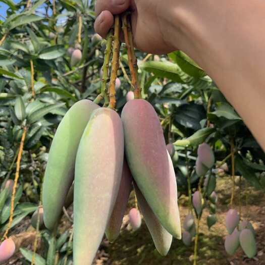 广西田阳辣椒芒新鲜热带水果芒果批发