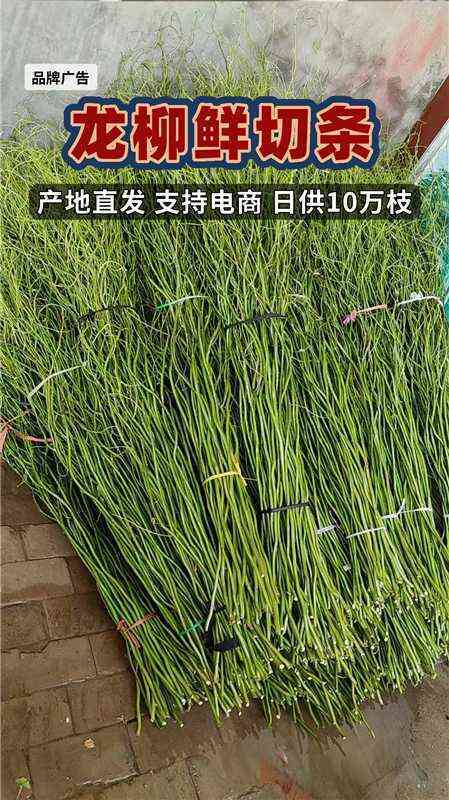 河北定州龙柳条鲜枝干枝水培树枝树苗室内装饰绿植干花