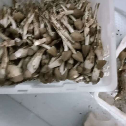 楚雄市云南野生鸡纵菌鲜干货煲汤炒