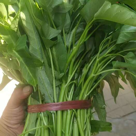 空心菜