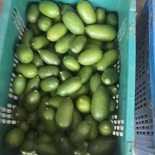 临高县海南香水柠檬 新鲜柑橘类水果 柠檬种植基地直供