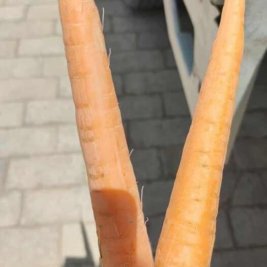 靖边县陕西榆林靖边胡萝卜 秤杆红萝卜 新鲜根茎蔬菜 产地直发
