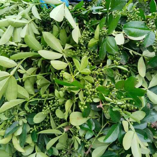 盐边县青花椒