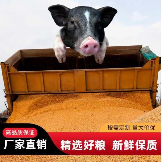 河南玉米粒养殖玉米喂猪喂鸡鸭鸽子烘干