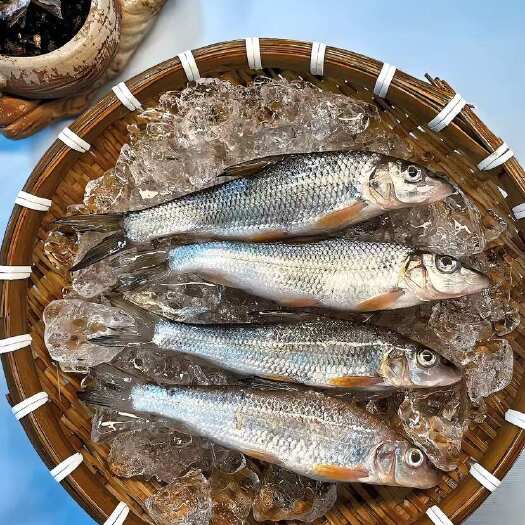 丹东虫虫鱼重唇鱼水产批发