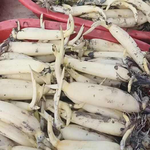 马踏湖白莲藕水果藕基地支持全国冷链