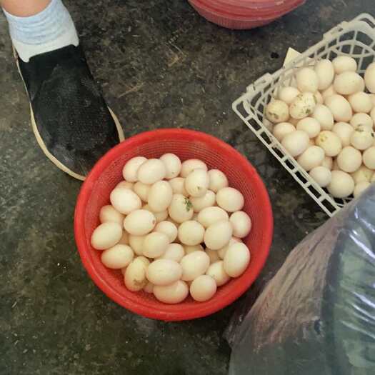 嵩县鸽子蛋