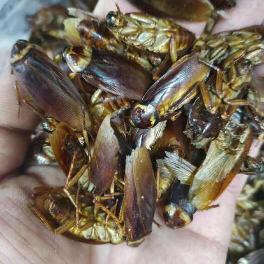 潍坊美洲大蠊无油干品