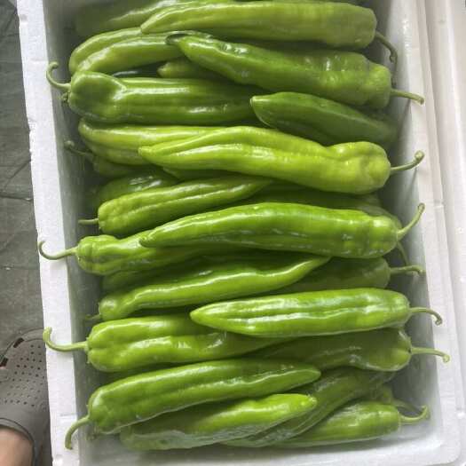 定边县榆林高原辣椒，薄皮芜湖，牛角椒，螺丝椒，支持各种包装，遇冷。