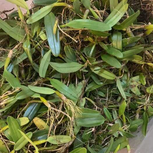石橄榄单叶大果小果