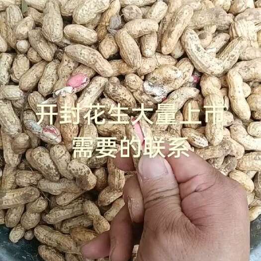 开封开封花生