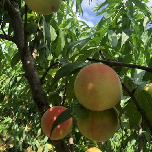 古田县古田白凤水蜜桃，自家种植，现采现发！
