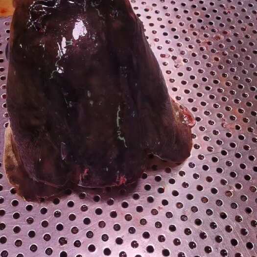优质花白鲢鲜活水产广州越秀区直发