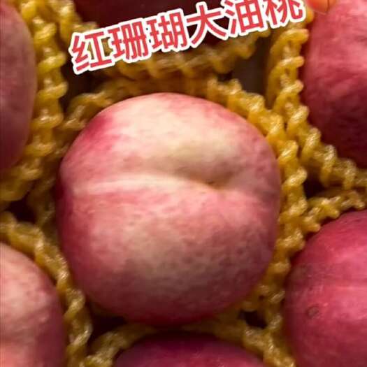 大连红珊瑚