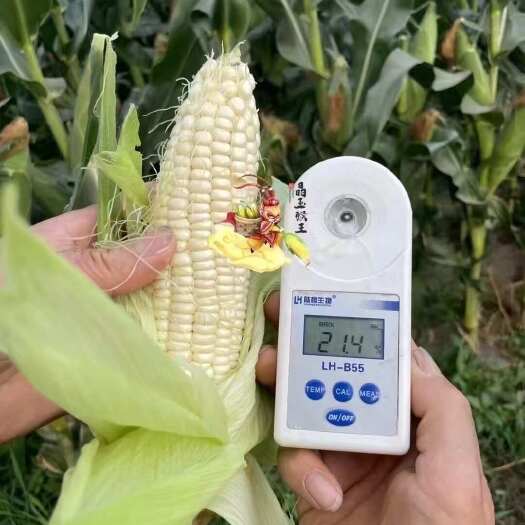 长垣市河南长垣水果玉米新鲜直供鲜食甜玉米当季现摘