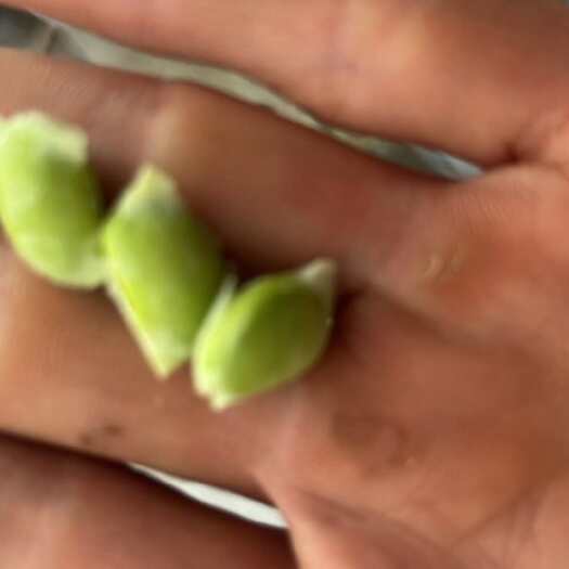 毛豆