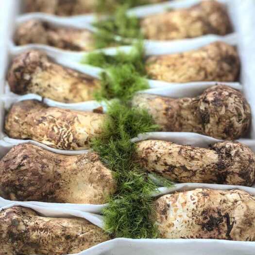 新鲜松茸 2025云南香格里拉新鲜松茸 大量上市供货中