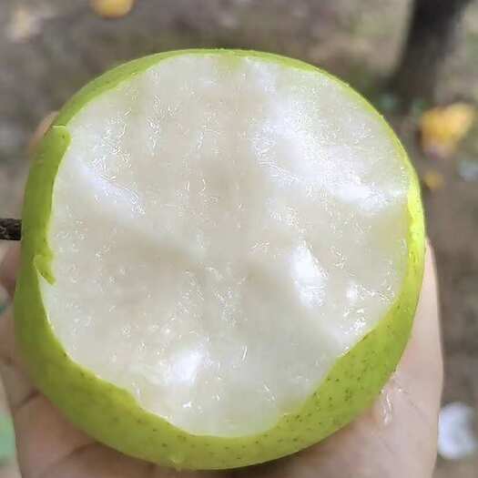 宁陵县脆甜多汁，果肉细腻无渣，青皮白瓤，新鲜又爽口