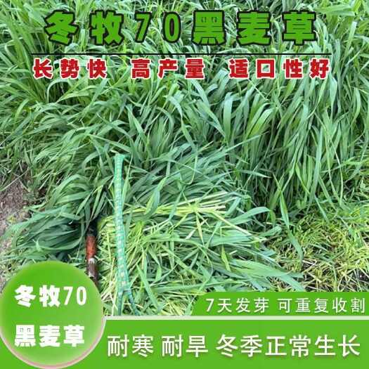 沭阳县黑麦草种子冬牧70耐寒耐旱猪牛羊鸡鸭鱼鼠兔畜禽牧草籽