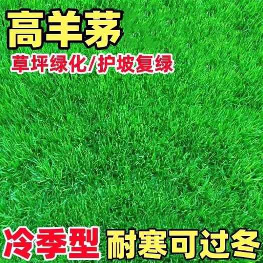 沭阳县高羊茅种子多年生草坪矮生草籽耐寒四季常青庭院绿化草种子护坡种