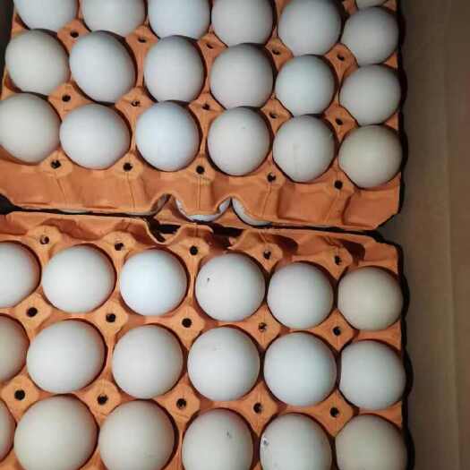 弥渡县正宗云南土鸡蛋批发