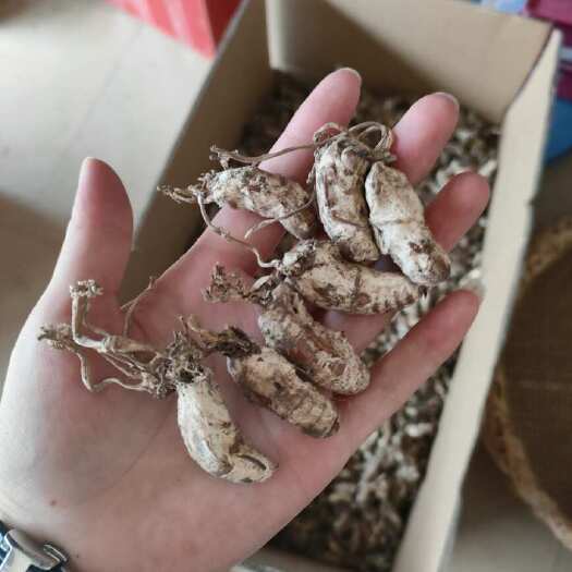 天全县金蝉花统货