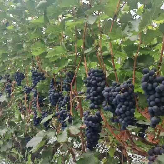 太原清徐夏黑葡萄