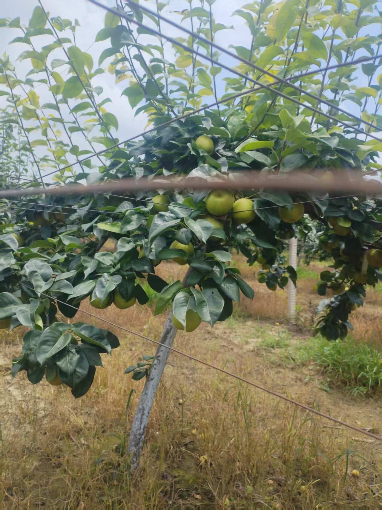 千亩翠冠梨基地，农户直发。