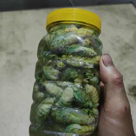 庐江县金蝉