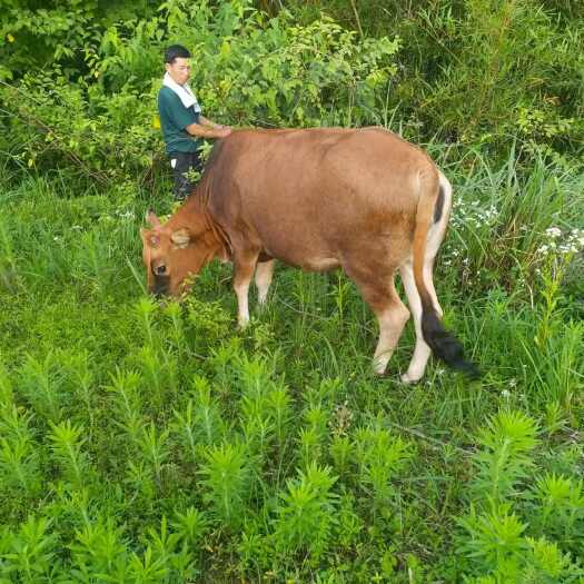 邻水县土黄牛   杂交黄牛    散养牛