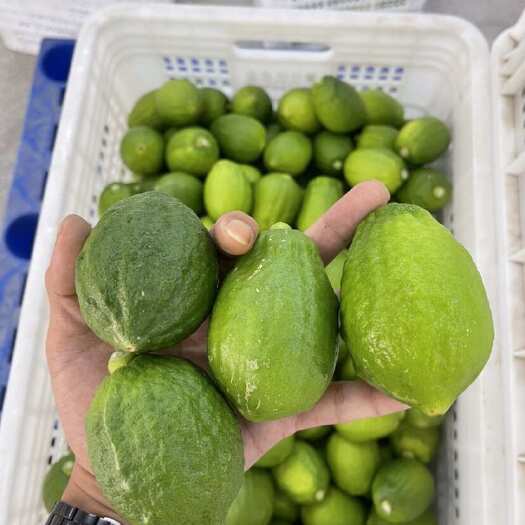 广州广东增城香水柠檬 新鲜水果 柑橘类 柠檬种植基地直供