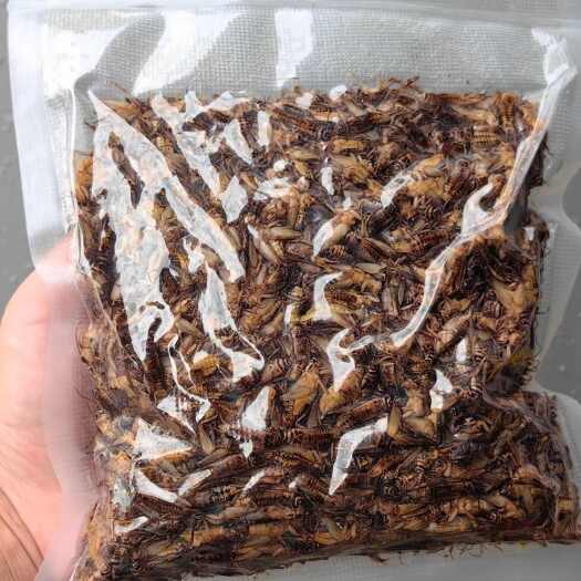 钟山县冻品白蟋蟀，活体白蟋蟀